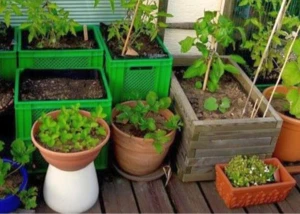 Gemüse anbauen auf dem Balkon, © meine ernte