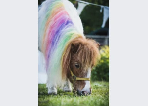 Schon mal ein Einhorn aus der Nähe gesehen?