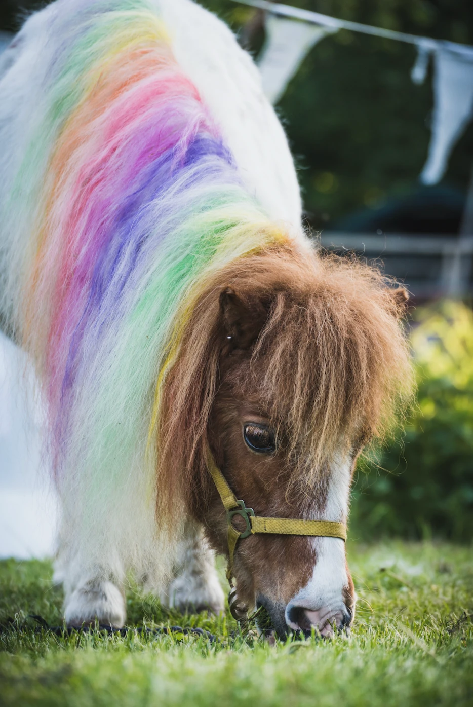 Schon mal ein Einhorn aus der Nähe gesehen? Schon mal ein Einhorn aus der Nähe gesehen?
