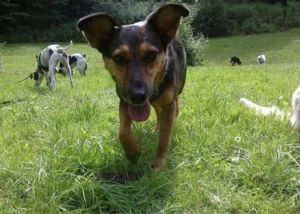 Leinenlos - Die Hundetagesstätte für glückliche Stadthunde, Leinenlos Hamburg
