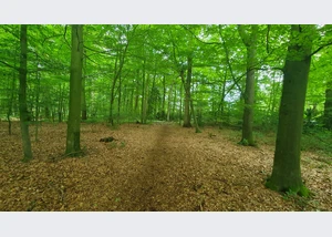 Wald