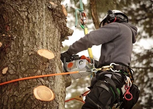 Baumkletterer mit Kettensäge und Sicherungsgurt an einem Baum