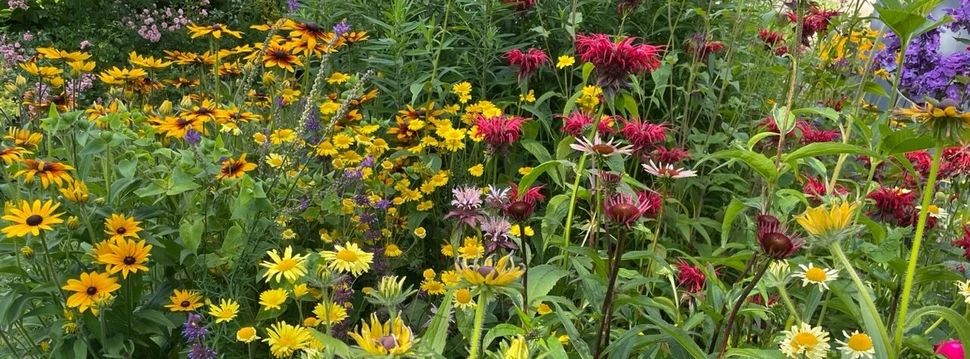 Aktion offener Garten Verschiedene Blumen im Garten