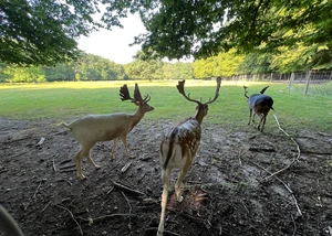 Dammwildhirsche im Niendorfer Gehege