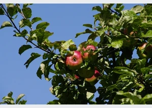 Obstgarten Haseldorf