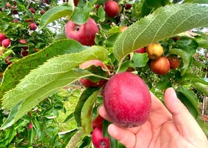 Hand, die nach einem Apfel der Sorte Red Jonaprince greift