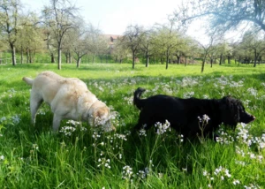 Hundewiese, © M. Großmann / pixelio.de