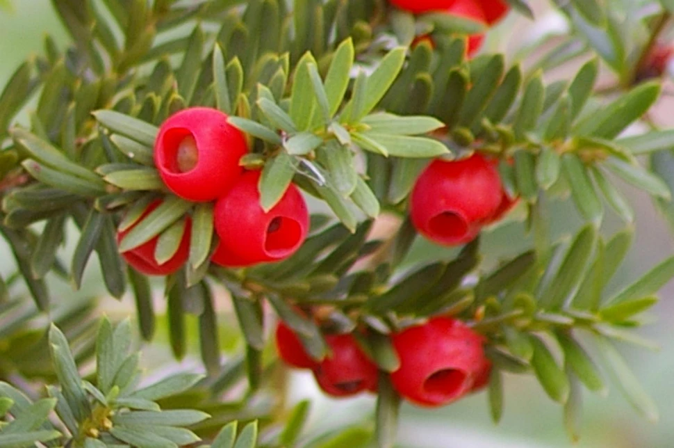 Eibe - Giftpflanze des Jahres 2011