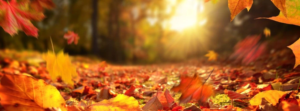 Herbst, © iStock/Smileus