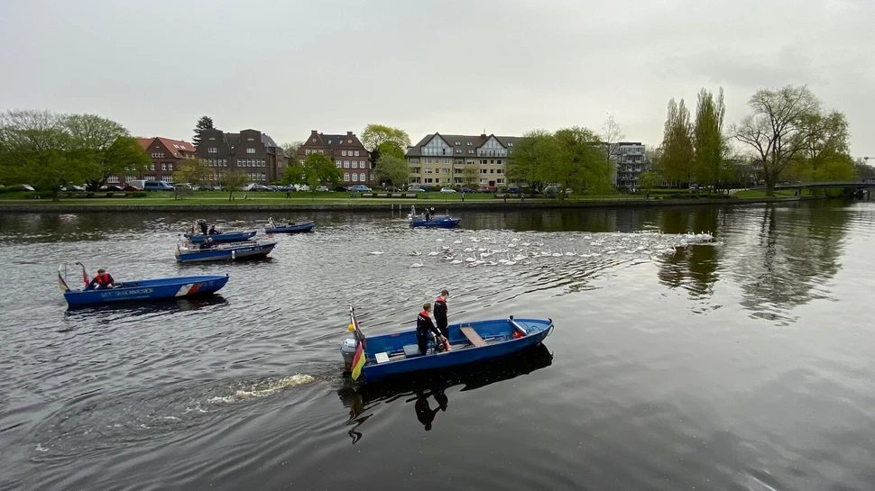 Die Alsterschwäne werden mit Begleitbooten des Schwanenwesens auf die Alster getrieben