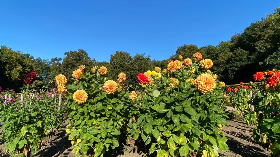 Dahlien im Dahliengarten im Altonaer Volkspark