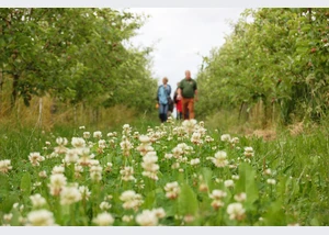 Obsthofwanderung auf dem Herzapfelhof im Alten Land