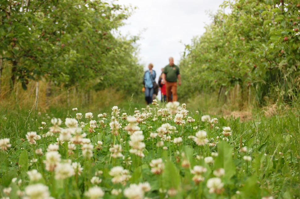 Obsthofwanderung auf dem Herzapfelhof im Alten Land Obsthofwanderung auf dem Herzapfelhof im Alten Land