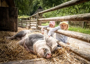 Kinder streicheln ein Buntes Bentheimer Schwein im Freilichtmuseum Kiekeberg