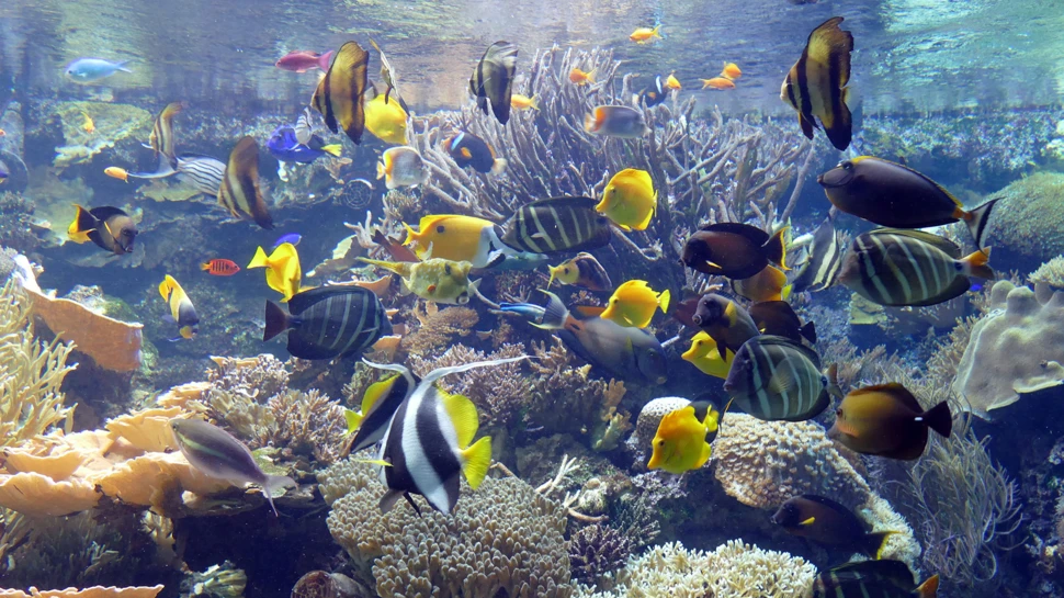 Korallensaumriff im Tropen-Aquarium Hagenbecks Tierpark Tropen-Aquarium, © Tierpark Hagenbeck