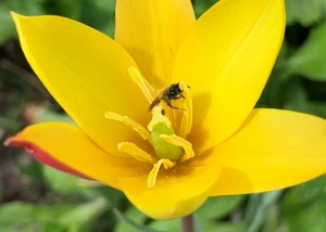 Die Zweifarbige Sandbiene findet Nahrung an der Wildtulpe