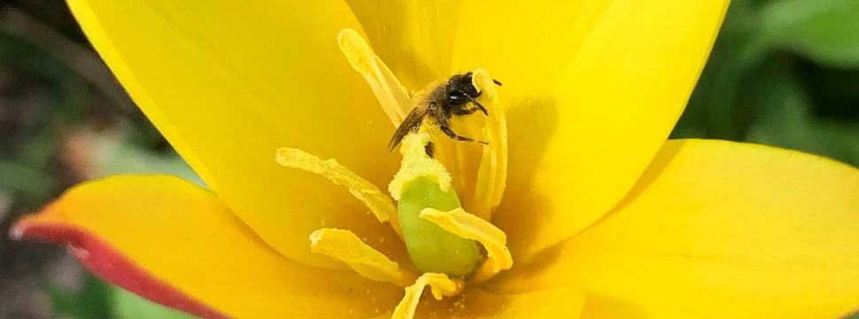 Die Zweifarbige Sandbiene findet Nahrung an der Wildtulpe