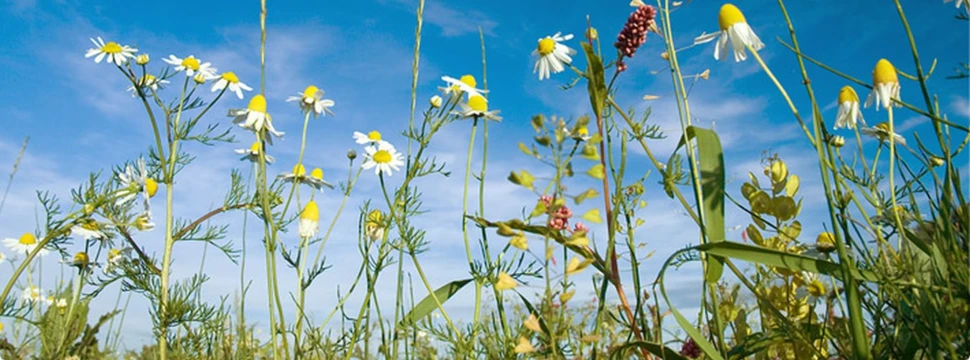 Blumenwiese, © Gärtnerei Sannmann