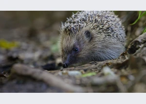 The Epic Adventure of a Hedgehog