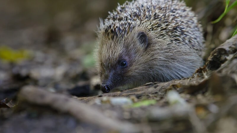 The Epic Adventure of a Hedgehog The Epic Adventure of a Hedgehog