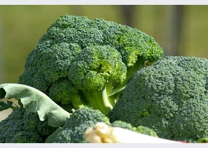 Wochenmarkt im Meurerweg