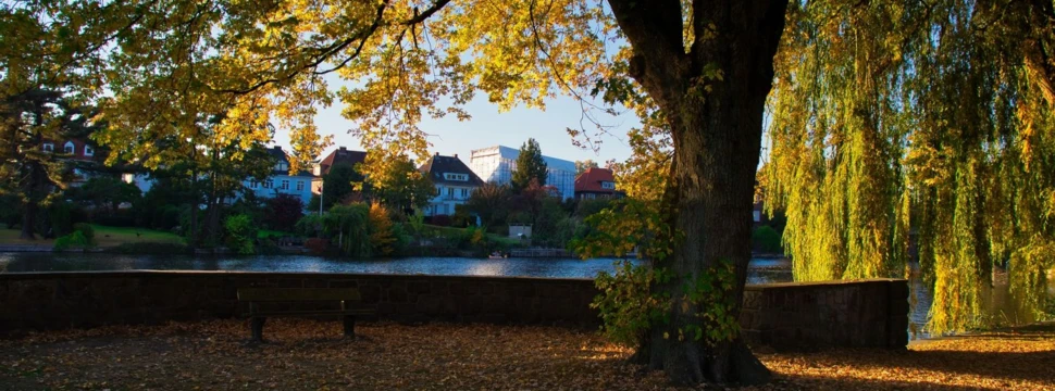Baum an der Alster, © pixabay.com / Denkfalle