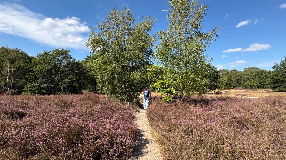 Boberger Niederung mit blühender Heide