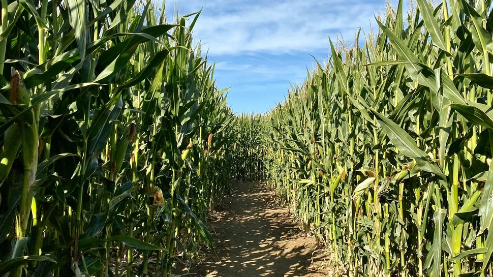 Ein Weg führt durch ein Maislabyrinth