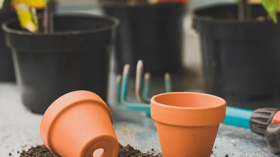 Anbauschritte für Cannabis auf dem Balkon: Top, Erde und junge Pflanzen.