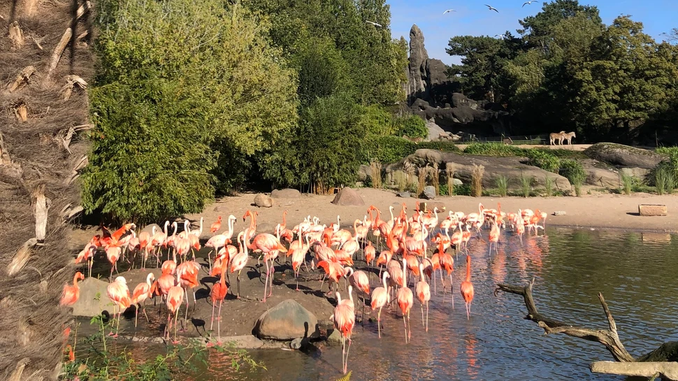 Flamingos stehen in einem See