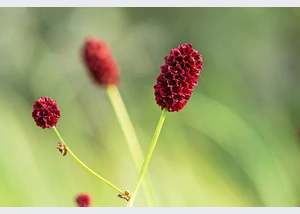 sanguisorba_officinalis_hermann_timman_1