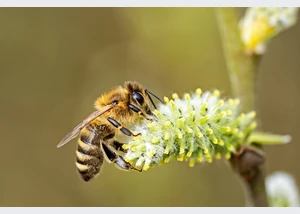Pressefoto-Bienenausstellung