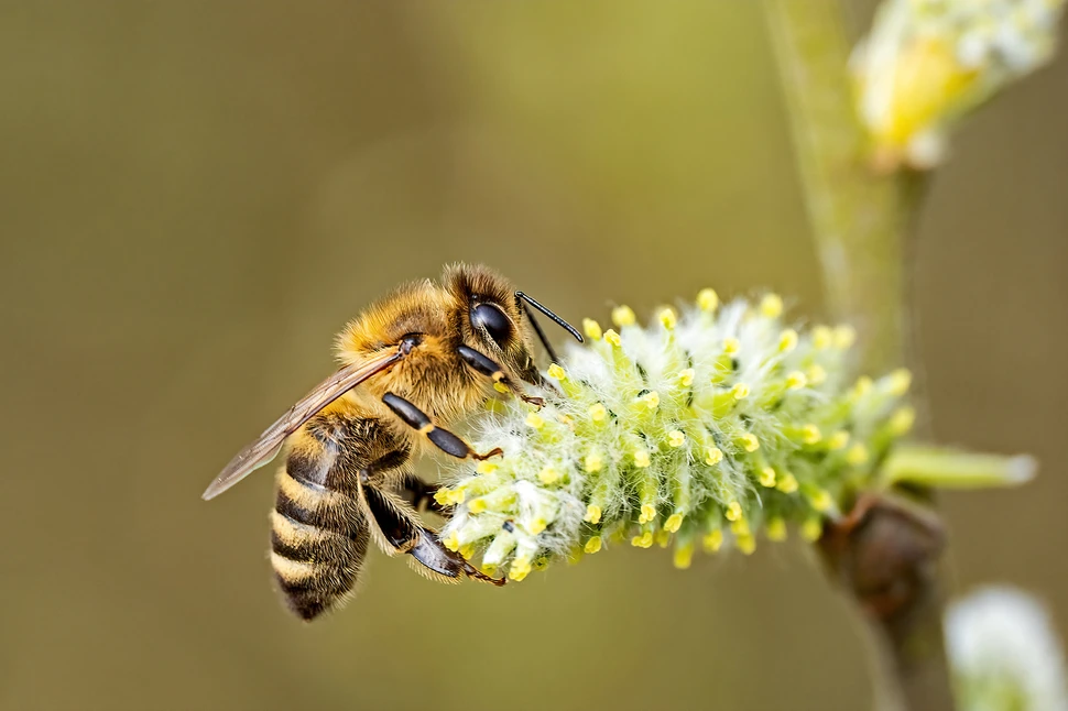 Pressefoto-Bienenausstellung Pressefoto-Bienenausstellung