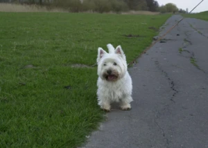 Alles für den Hund, Pressebild