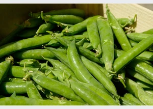 wochenmarkt_14cpixabay