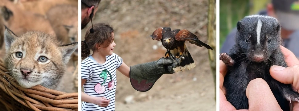 Junge-Wilde-im-Wildpark-Sommer-lockt-mit-tierischem-Nachwuchs