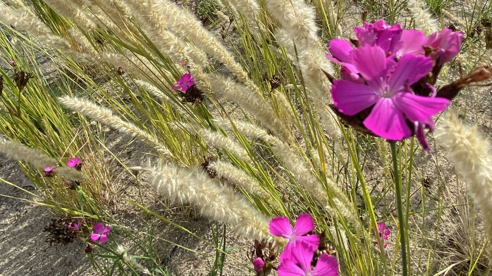 lila Wildblumen und Gräser