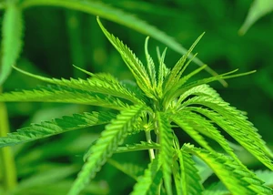 Nahaufnahme einer jungen Cannabis-Pflanze mit leuchtend grünen, gezackten Blättern.