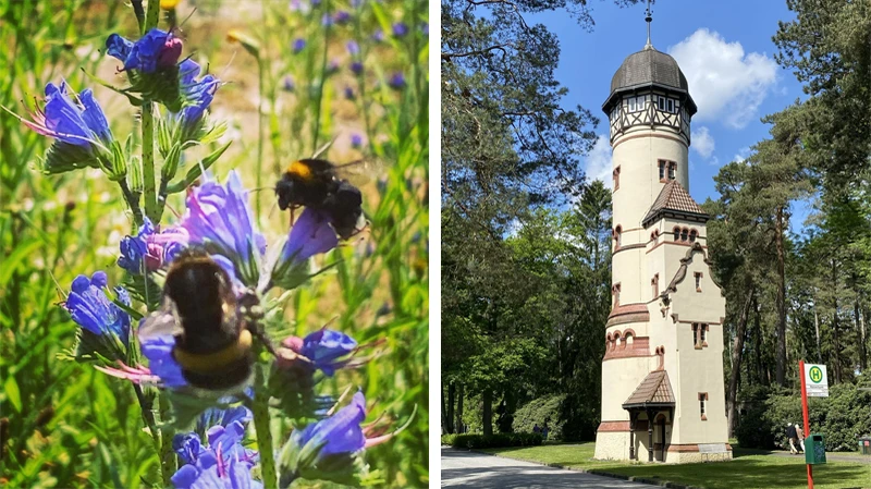 Links eine Blumenwiese mit Hummeln und rechts der Wasserturm auf dem Ohlsdorfer Friedhof.