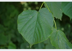 Das Blatt einer Linde