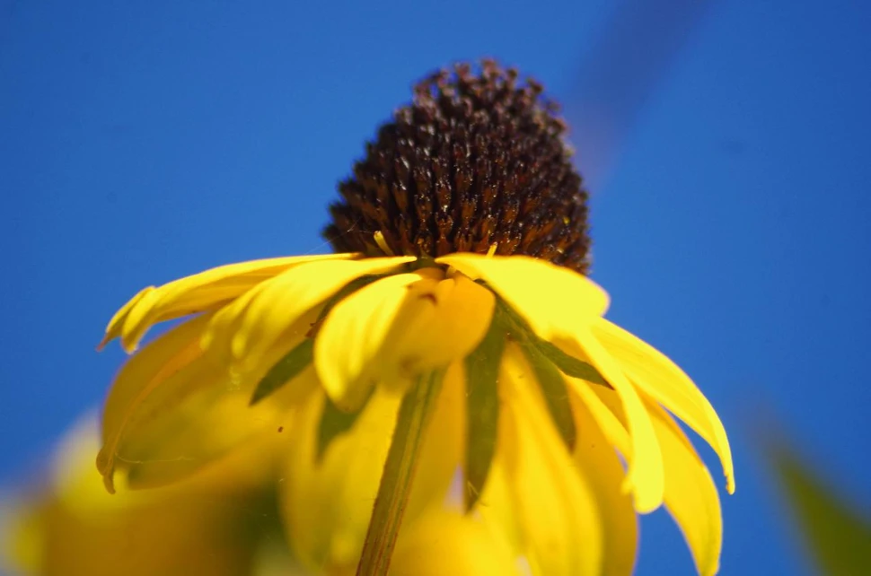 Blüte vom Sonnenhut