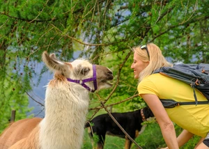 ein Alpaka und eine Frau mit gelbem T-Shirt