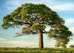 Ein großer Baum mit dichtem grünen Laub auf einer offenen Wiese unter blauem Himmel.