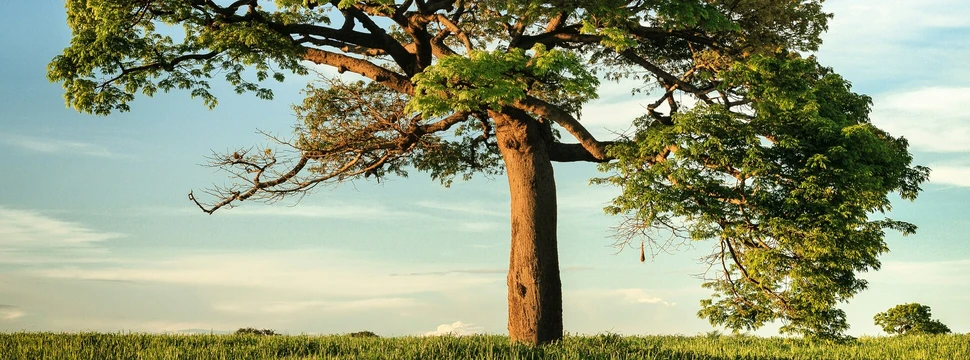 Ein großer Baum mit dichtem grünen Laub auf einer offenen Wiese unter blauem Himmel.