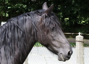 Pferde in Hamburg, © hamburg-magazin.de