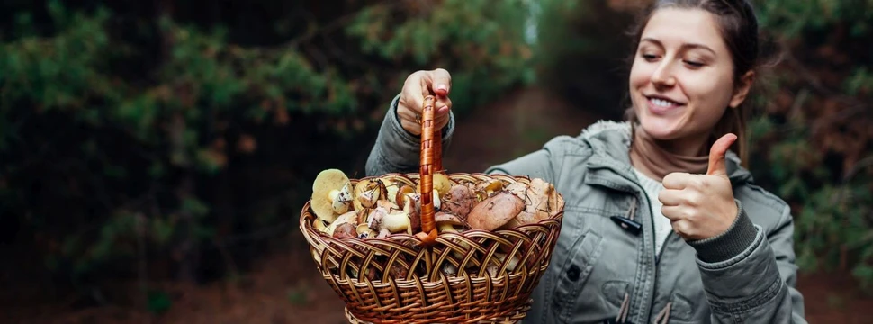 Pilze sammeln, © Maryviolet / iStock.com