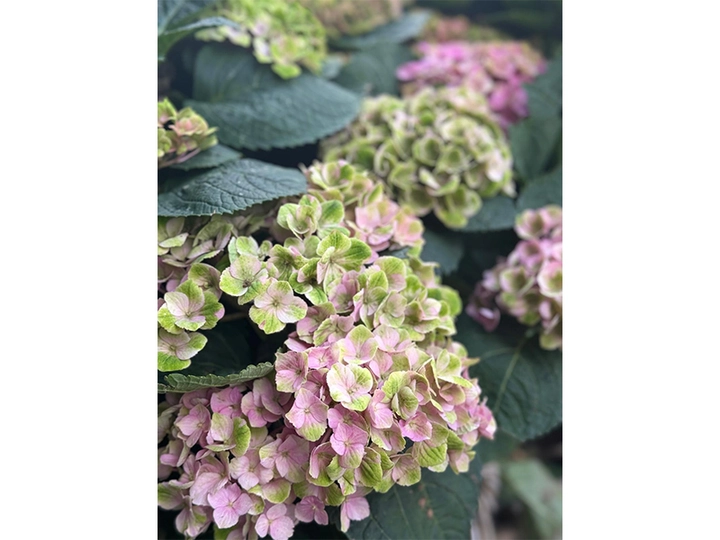 Galerie-Bild 12: Hanse Blumen aus Hamburg von Hanse Blumen , Inh.: Ünal Bayram