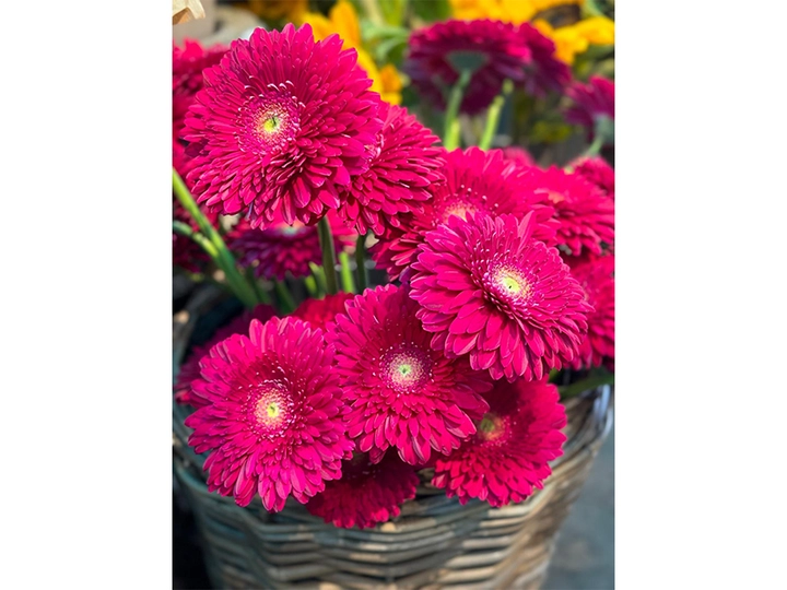 Galerie-Bild 4: Hanse Blumen aus Hamburg von Hanse Blumen , Inh.: Ünal Bayram