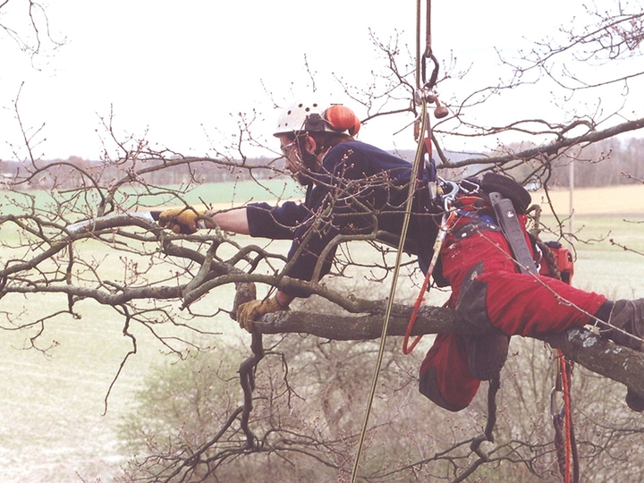 Galerie-Bild 1: ASCEND Baumpflege aus Hamburg von ASCEND Baumpflege , D. Wolfertz (B.Sc. Arboristik), Baumfällungen Baumgutachten