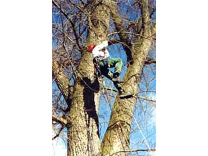 Galerie-Bild 2: ASCEND Baumpflege aus Hamburg von ASCEND Baumpflege , D. Wolfertz (B.Sc. Arboristik), Baumfällungen Baumgutachten